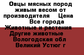 Овцы мясных пород живым весом от производителя. › Цена ­ 110 - Все города Животные и растения » Другие животные   . Вологодская обл.,Великий Устюг г.